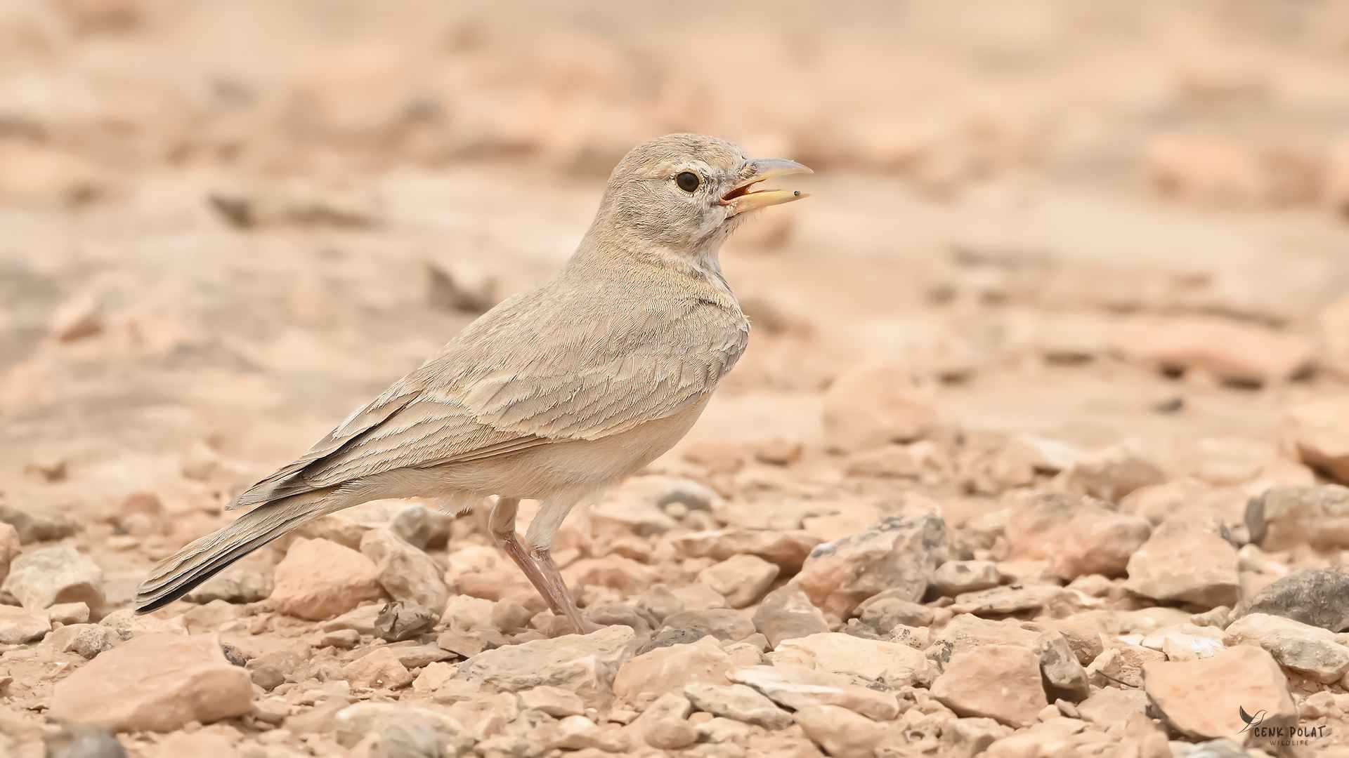 Desert Lark